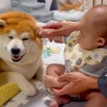 赤ちゃんがパパと一緒に『犬を撫でる練習』をした結果…永遠に続いてほしい『尊すぎる光景』が話題「天使がいる…」「モチモチとモチモチ」と悶絶(ブログ)
