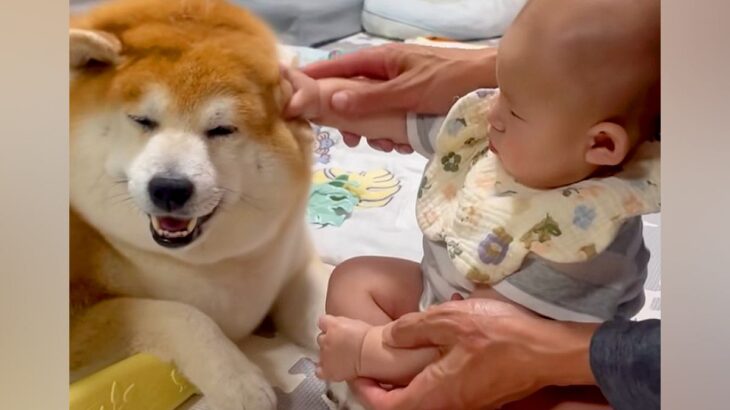 赤ちゃんがパパと一緒に『犬を撫でる練習』をした結果…永遠に続いてほしい『尊すぎる光景』が話題「天使がいる…」「モチモチとモチモチ」と悶絶(ブログ)