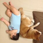 寄り添って寝転がる『赤ちゃんと犬』→泣けてくる『10年後の光景』が3万表示「ずっと一緒だったんだ」「穏やかな時間が続きますように」と反響(ブログ)