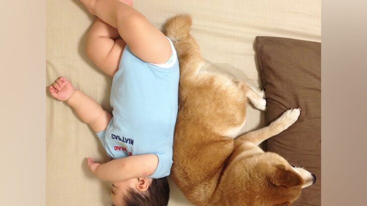寄り添って寝転がる『赤ちゃんと犬』→泣けてくる『10年後の光景』が3万表示「ずっと一緒だったんだ」「穏やかな時間が続きますように」と反響(ブログ)