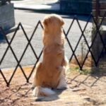 『パパが…帰ってこない』父が海外へ→寂しがる大型犬と『3ヶ月ぶりの再会』を果たして…思わずもらい泣きする光景が38万再生「幸せ過ぎる」(ブログ)