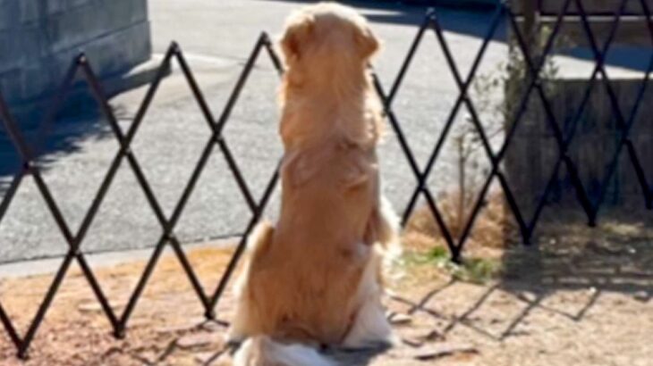 『パパが…帰ってこない』父が海外へ→寂しがる大型犬と『3ヶ月ぶりの再会』を果たして…思わずもらい泣きする光景が38万再生「幸せ過ぎる」(ブログ)