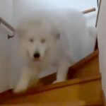 雷が怖くて大パニックになる超大型犬→疲れすぎてしまい…もはや別犬な『老け込んでしまった光景』が53万再生「顔がｗｗ」「守ってあげたい」(ブログ)