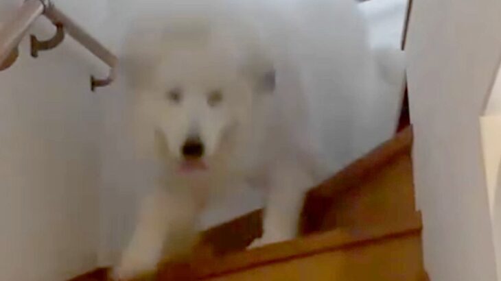 雷が怖くて大パニックになる超大型犬→疲れすぎてしまい…もはや別犬な『老け込んでしまった光景』が53万再生「顔がｗｗ」「守ってあげたい」(ブログ)