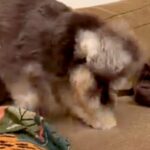 ソファーを夢中で掘る犬に『止めてもらえる？』と注意したら、次の瞬間…人間みたいな『表情』が12万再生「めっちゃ困ってて草」「可愛すぎｗ」(ブログ)
