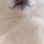 体調不良になった飼い主を看病する犬→『心配してくれている』と思いきや…圧が強すぎる『まさかの表情』が49万表示「威圧感ｗ」「優しい圧」(ブログ)