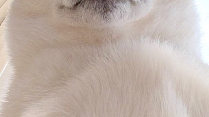 体調不良になった飼い主を看病する犬→『心配してくれている』と思いきや…圧が強すぎる『まさかの表情』が49万表示「威圧感ｗ」「優しい圧」(ブログ)