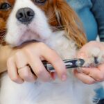 犬に『爪切り』をするときの絶対NG行為５選　正しいケアの仕方や嫌がらせないためのコツまで(ブログ)