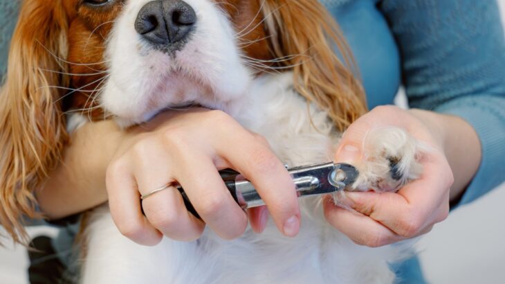 犬に『爪切り』をするときの絶対NG行為５選　正しいケアの仕方や嫌がらせないためのコツまで(ブログ)