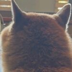 『犬が背中を向けている』と思ったら…飼い主を監視する『斬新すぎる方法』に14万いいね集まる「アイコンみたいｗ」「使いこなしてて草」と爆笑(ブログ)