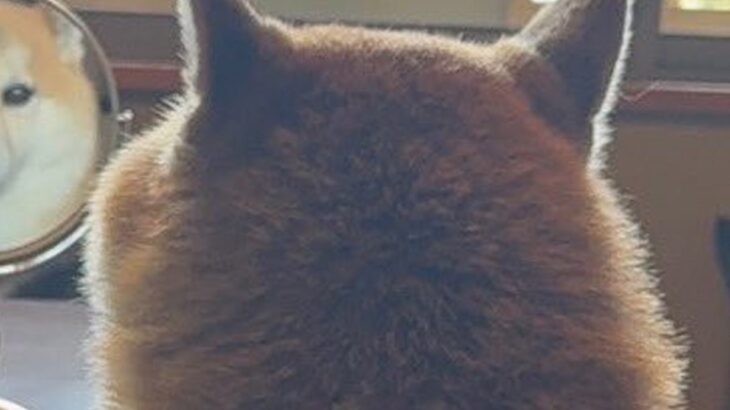 『犬が背中を向けている』と思ったら…飼い主を監視する『斬新すぎる方法』に14万いいね集まる「アイコンみたいｗ」「使いこなしてて草」と爆笑(ブログ)