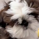 モップのような『モフモフ犬』→初めてトリミングをした結果…劇的に変化した『ビフォーアフター』に反響「お目目カワイイ」「モップ姿も好き」(ブログ)