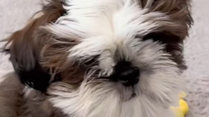 モップのような『モフモフ犬』→初めてトリミングをした結果…劇的に変化した『ビフォーアフター』に反響「お目目カワイイ」「モップ姿も好き」(ブログ)