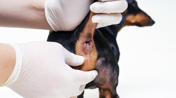 犬の『肛門腺絞り』放置したらどうなる？危険な症状やトラブルを予防する方法まで(ブログ)