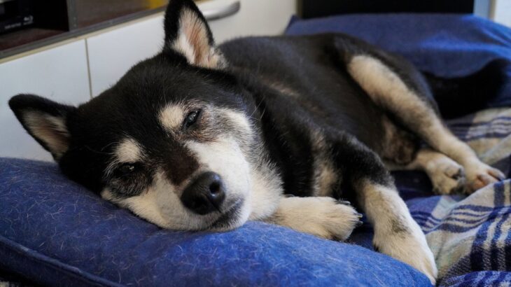 犬の『認知症』が進んだときの症状5つ　気をつけたいトラブルから対処法まで解説(ブログ)