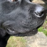 水が嫌いな大型犬が『川を初めて間近で見た』結果…面白すぎる『嫌悪感丸出しな表情』に2万いいね集まる「げえ！って顔ｗ」「可愛すぎる」(ブログ)