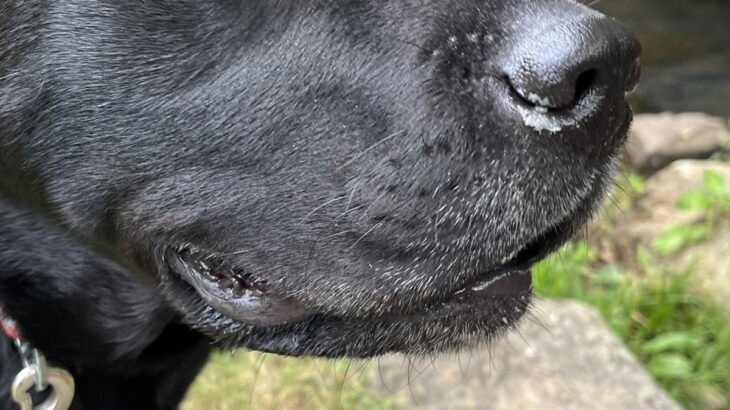 水が嫌いな大型犬が『川を初めて間近で見た』結果…面白すぎる『嫌悪感丸出しな表情』に2万いいね集まる「げえ！って顔ｗ」「可愛すぎる」(ブログ)