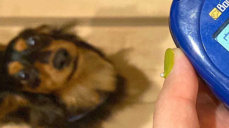 ご飯の時、犬がよく吠えるので『犬語の翻訳機』を使ってみた結果…衝撃的な『まさかの本音』に26万いいね集まる「たまらん」「昭和世代で草」(ブログ)