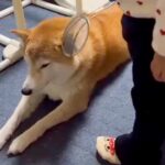 小さな女の子に『検査ごっこ』される犬→『嫌がるかな』と思ったら…ずっと見ていたい『尊い光景』が59万再生「たまらんｗ」「おとなだ」と絶賛(ブログ)