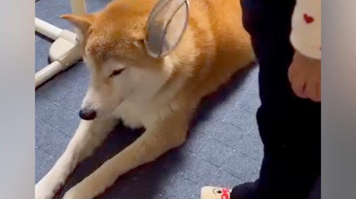 小さな女の子に『検査ごっこ』される犬→『嫌がるかな』と思ったら…ずっと見ていたい『尊い光景』が59万再生「たまらんｗ」「おとなだ」と絶賛(ブログ)