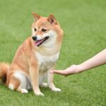 犬が『お手』をしないときの心理4選　愛犬が拒む理由と飼い主ができる改善策をご紹介(ブログ)