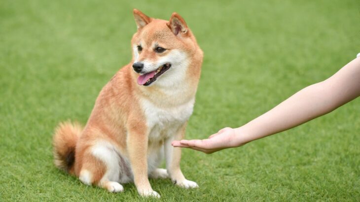 犬が『お手』をしないときの心理4選　愛犬が拒む理由と飼い主ができる改善策をご紹介(ブログ)