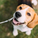 犬が『幸せ』を実感する5つの瞬間　愛犬にとって特別な時間を増やすための秘訣まで(ブログ)
