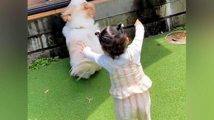 テラス席にいるパパ→どうしても構ってほしい『小型犬と赤ちゃん』が…まるで『フェス状態』になる光景に36万再生「可愛いｗ」「混ざりたい」(ブログ)