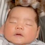 赤ちゃんが『人見知りの犬』と初対面→『吠えたりしないかな』と心配していたら…予想をはるかに超えた『まさかの光景』に反響「なんだか似てる」(ブログ)