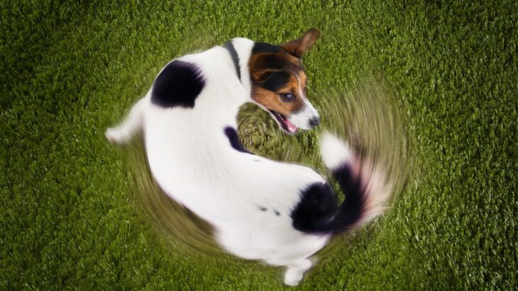 犬がみせる『マヌケな行動』4選　可愛すぎるあるあると安全を守るための注意点を解説(ブログ)