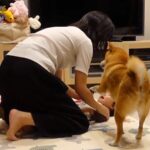 2歳の女の子をあやすママ→『食べちゃうぞー！』と言ったら、犬が勘違いして…泣けてくる『まさか行動』が73万再生「賢すぎ」「涙出る」と反響(ブログ)