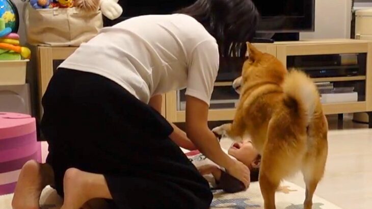 2歳の女の子をあやすママ→『食べちゃうぞー！』と言ったら、犬が勘違いして…泣けてくる『まさか行動』が73万再生「賢すぎ」「涙出る」と反響(ブログ)