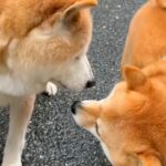 お散歩していたら『18歳のお友だち老犬』と出会い…涙が止まらない『最後のごあいさつ』が31万再生「わかってるんだ…」「見守ってくれてる」(ブログ)
