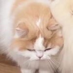 猫に育てられた犬→愛が溢れすぎてしまい…距離感がバグっている『愛情表現の仕方』に4万いいね「事故なのか、猫吸いなのか」「埋もれてて草」(ブログ)