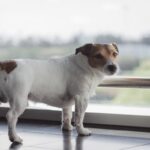 犬が『神経質な気持ち』のときにみせるサイン4つ　見逃せない行動の変化や安心させる方法を解説(ブログ)