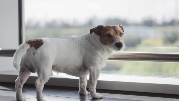 犬が『神経質な気持ち』のときにみせるサイン4つ　見逃せない行動の変化や安心させる方法を解説(ブログ)