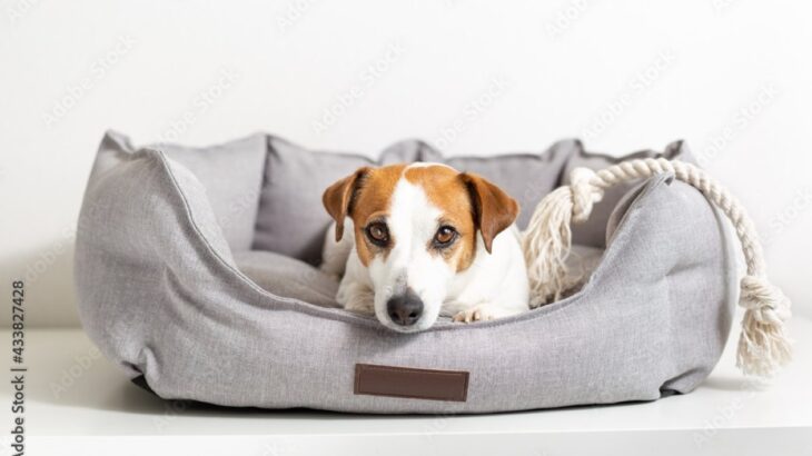 犬が『新しいベッド』で寝ないのはなぜ？使ってくれない５つの理由や気に入ってもらう方法までご紹介(ブログ)