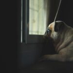『留守番を苦痛に感じる犬』の特徴５選　孤独に不安を覚える要因とは？慣れさせる方法まで解説(ブログ)
