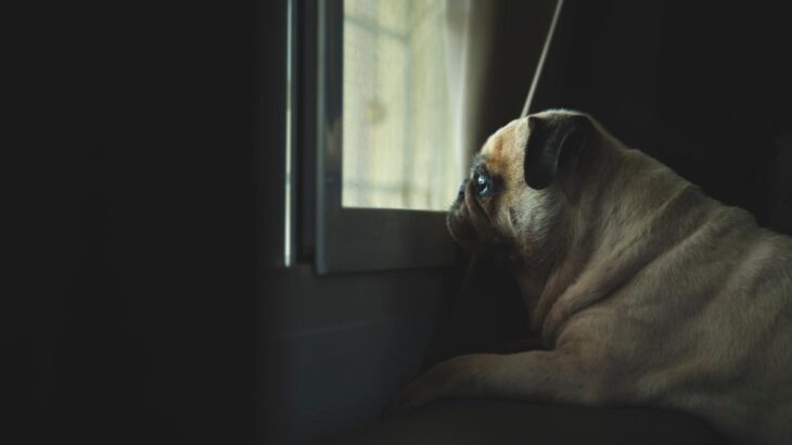 『留守番を苦痛に感じる犬』の特徴５選　孤独に不安を覚える要因とは？慣れさせる方法まで解説(ブログ)