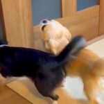フルマラソンを完走したママ→2匹の犬と『4日ぶりに再会した』次の瞬間…思わず泣ける『おかえりなさい』が14万再生「会えて良かった」と反響(ブログ)