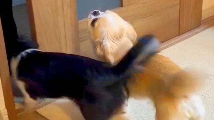 フルマラソンを完走したママ→2匹の犬と『4日ぶりに再会した』次の瞬間…思わず泣ける『おかえりなさい』が14万再生「会えて良かった」と反響(ブログ)