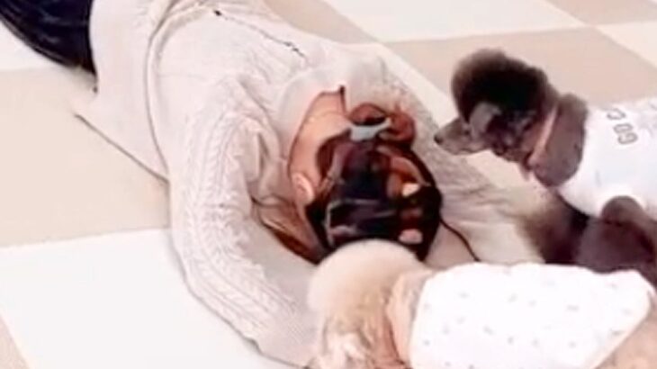 『突然リビングで眠ったら、3匹の犬はどうするのか』検証→『心配してくれるかな』と思ったら…予想外だった『コントのような反応』が26万再生(ブログ)