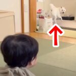 赤ちゃんが『別の部屋にいる犬』を呼んだ結果…驚くほどの速度で『すっ飛んでくる光景』が104万再生「反応良すぎｗｗ」「大事にしてて素敵」(ブログ)