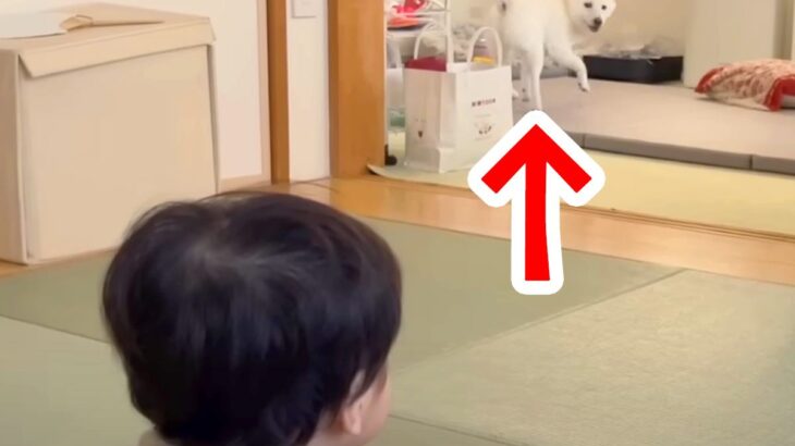 赤ちゃんが『別の部屋にいる犬』を呼んだ結果…驚くほどの速度で『すっ飛んでくる光景』が104万再生「反応良すぎｗｗ」「大事にしてて素敵」(ブログ)