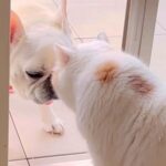 トイレのため、部屋に入りたい犬→通り道にネコがいて…気持ちがすれ違う『コントのような光景』が14万再生「一周してくるの草」「賢いｗ」(ブログ)