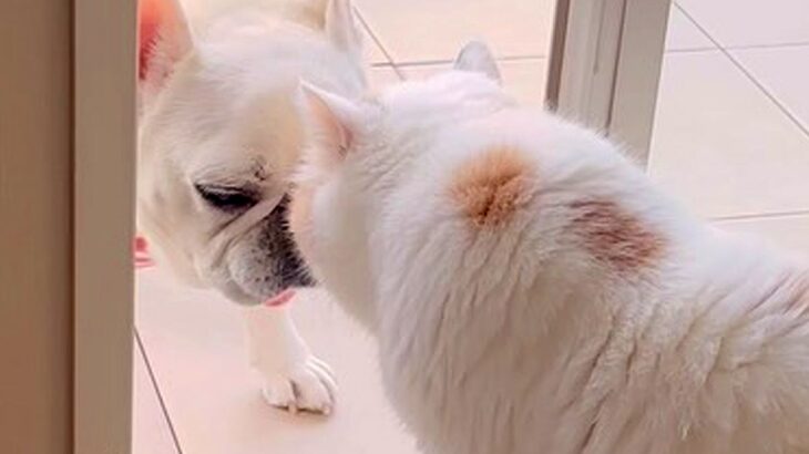 トイレのため、部屋に入りたい犬→通り道にネコがいて…気持ちがすれ違う『コントのような光景』が14万再生「一周してくるの草」「賢いｗ」(ブログ)