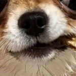 生後8ヶ月のチワワを『お風呂に入れた』結果→思った以上だった『悪役顔』に2万いいね「ハードボイルドで笑った」「デスチワワｗｗ」と爆笑(ブログ)