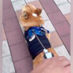 ママと並んでお散歩中の犬→こっそりパパに交代した結果…気付いた瞬間の『あからさますぎる態度の違い』が80万再生「最高ｗｗ」「可哀想で草」(ブログ)