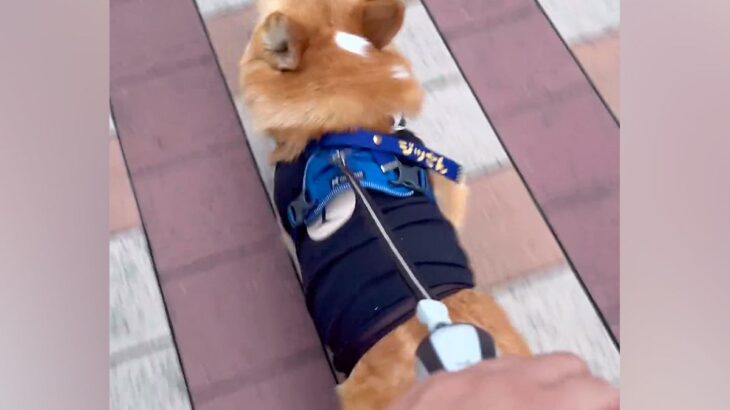 ママと並んでお散歩中の犬→こっそりパパに交代した結果…気付いた瞬間の『あからさますぎる態度の違い』が80万再生「最高ｗｗ」「可哀想で草」(ブログ)