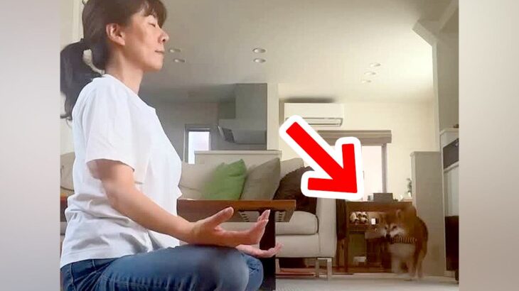 瞑想していたら『どうしても遊んでほしい犬』が近づいて…絶対に集中できない『煩悩まみれの光景』が15万再生「無視出来ないｗ」「可愛いｗ」(ブログ)